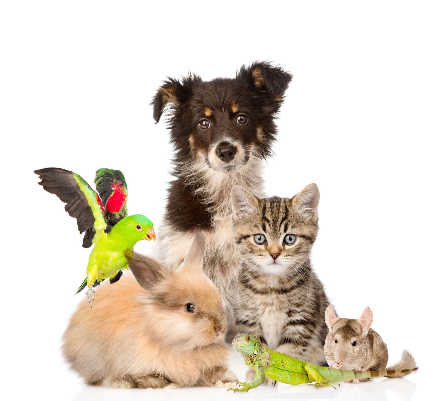 Pets